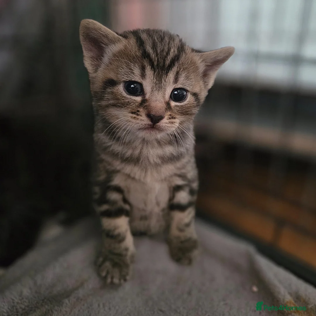 Mixed Breed cats for sale: Mixed breed kittens - Advert 10