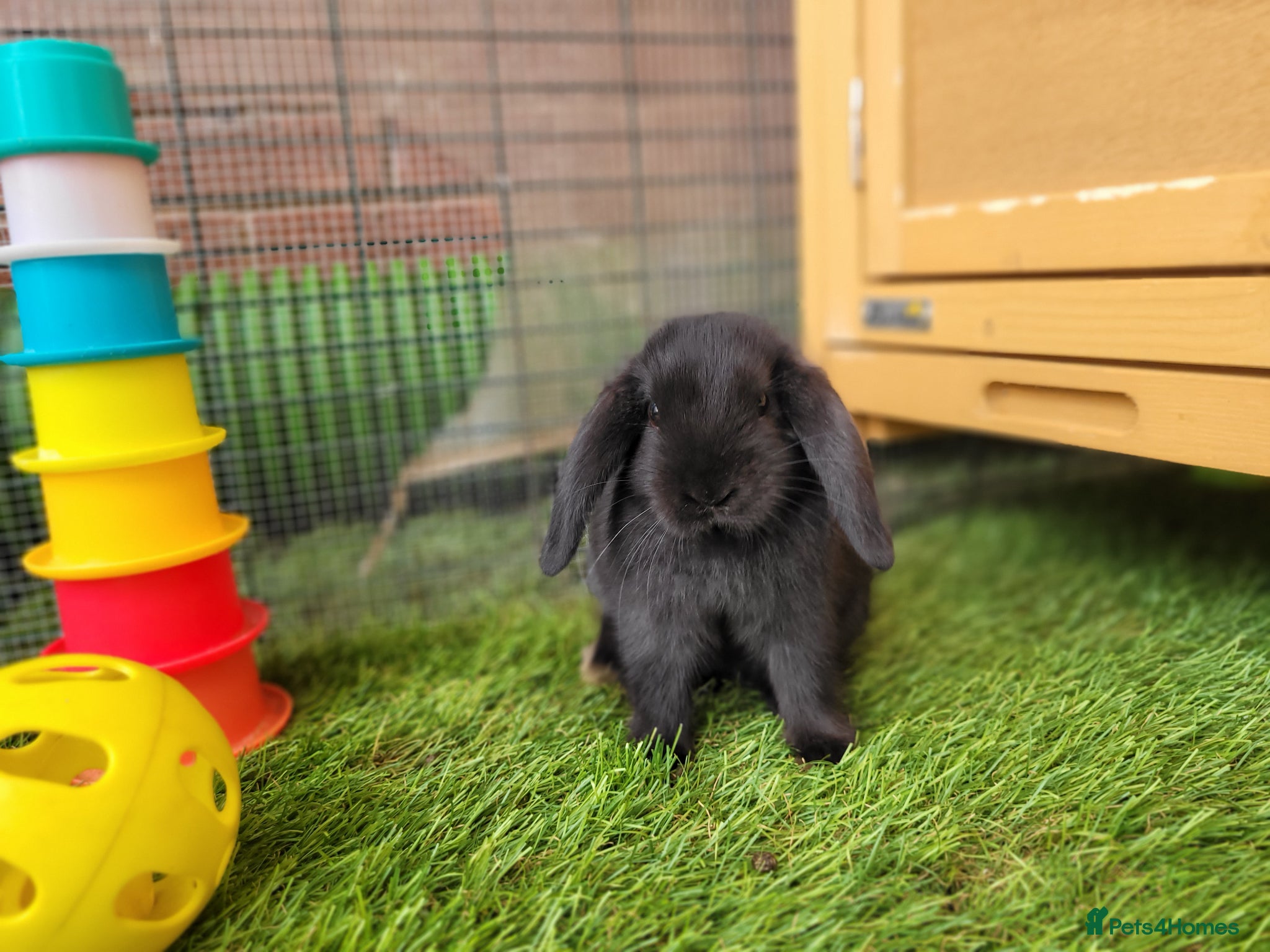 Mini Lop rabbits for sale: Adorable Mini Lop Mix Rabbits - READY JUNE 11TH - Advert 20
