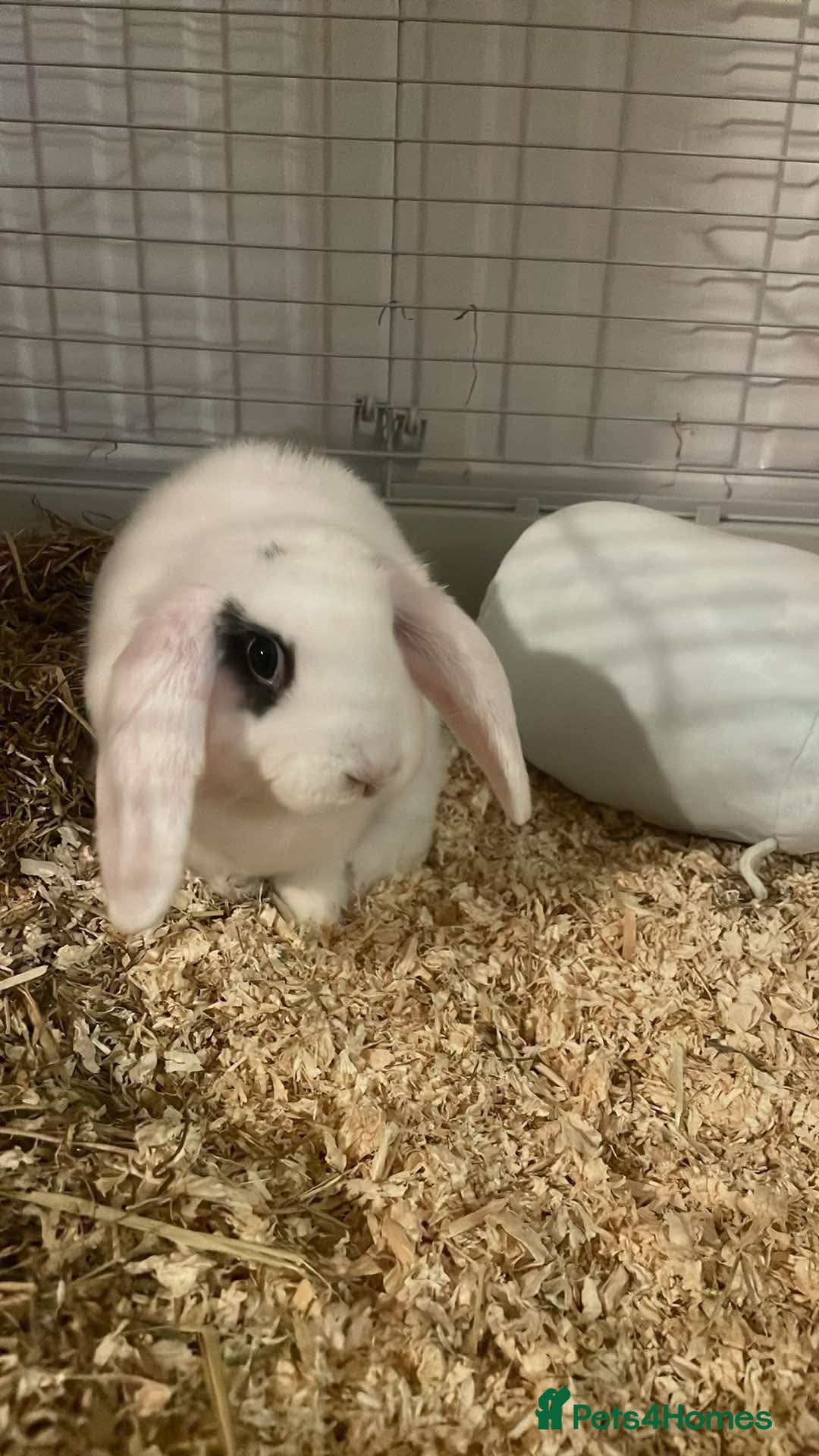 French Lop rabbits Missy  - Advert 2