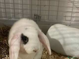 French Lop rabbits Missy - Advert 2