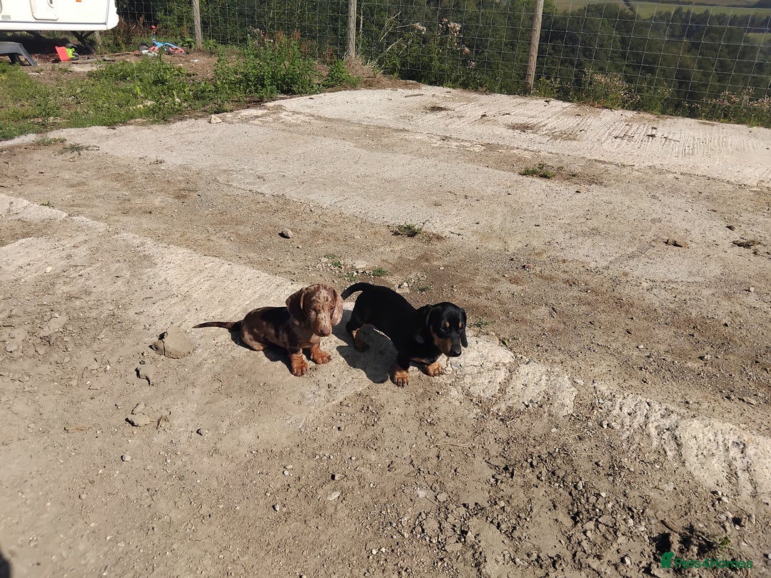 Miniature Dachshund dogs for sale: Kc reg Miniature dachshunds - Image 10