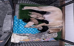 Labrador Retriever dogs for sale: Labrador puppies  - Image 13