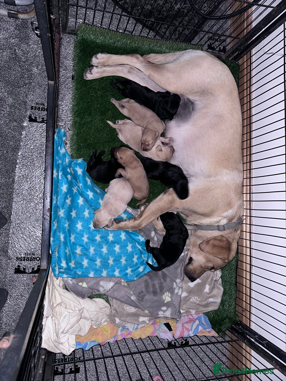Labrador Retriever dogs for sale: Labrador puppies  - Image 13