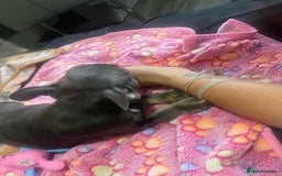 French Bulldog dogs for sale: French bulldog - Image 20