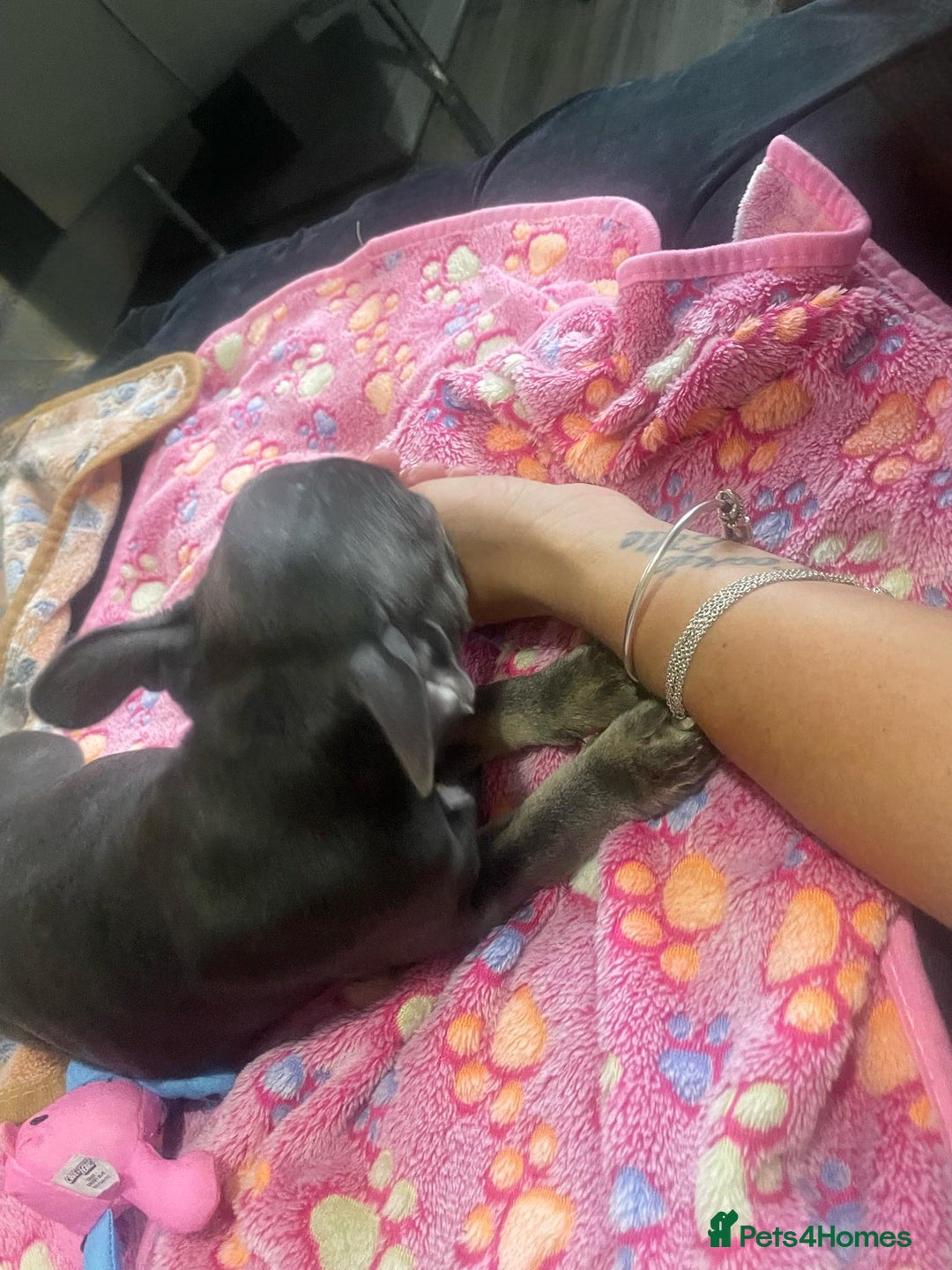 French Bulldog dogs for sale: French bulldog - Image 20