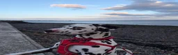 Dalmatian dogs for sale: Dalmatian male in Dundee - Advert 4