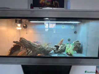 Bearded Dragon reptiles Bearded Dragon in Barry - Advert 13