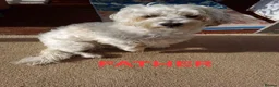 Bichon Frise dogs for sale: Bichon puppies for sale - Advert 15