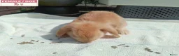 Mini Lop rabbits for sale: Pretty Female Minilop Baby Rabbits - Advert 3