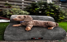 Miniature Dachshund dogs for sale: 💗 READY TO LEAVE - K.C MINIATURE DACHSHUND 💗 - Image 30