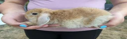 Mini Lop rabbits for sale: Mini Lops  - Advert 3