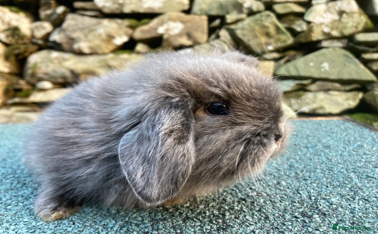 Netherland Dwarf rabbits - Advert 1