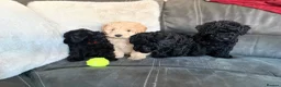 Bordoodle dogs for sale: Miniature Bordoodle Puppies F1BBB in South Shields - Advert 6