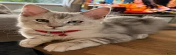 Maine Coon cats for sale: Outstanding TICA registered kittens - Advert 5