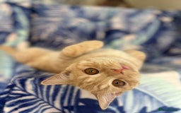 Scottish Fold cats for sale: Kittens Ready for Their Forever Homes - Image 37