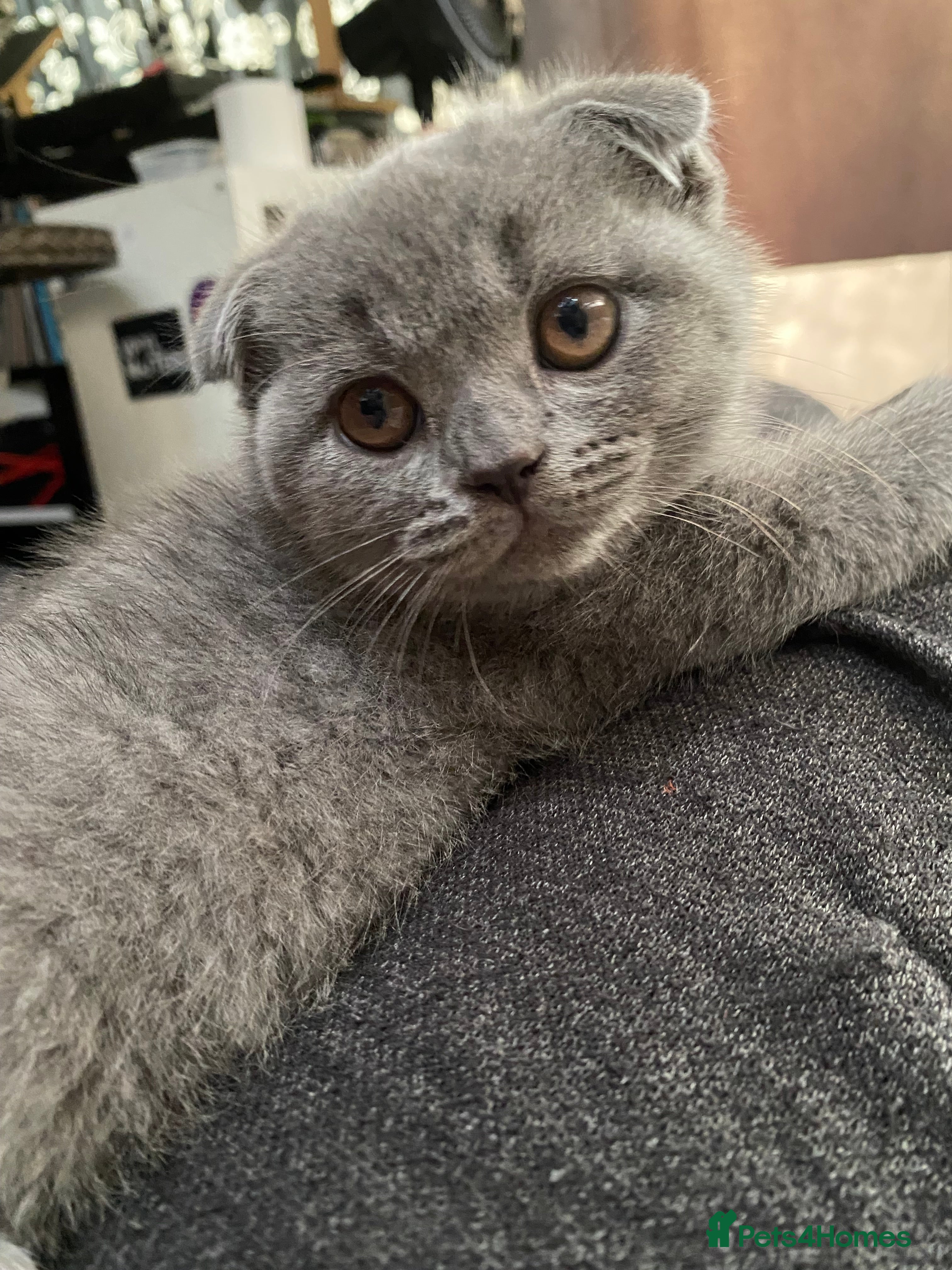 Scottish Fold cats Scottish Fold kittens for sale 2 Girls 1 Boy - Advert 4