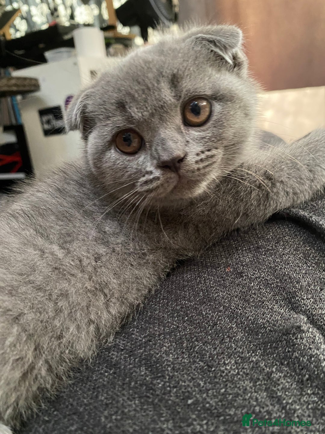 Scottish Fold cats for sale: Scottish Fold kittens 1 Boy Available ready now  - Advert 2