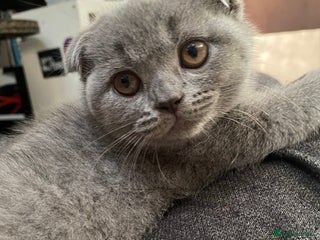Scottish Fold cats Scottish Fold kittens for sale 2 Girls 1 Boy - Advert 2