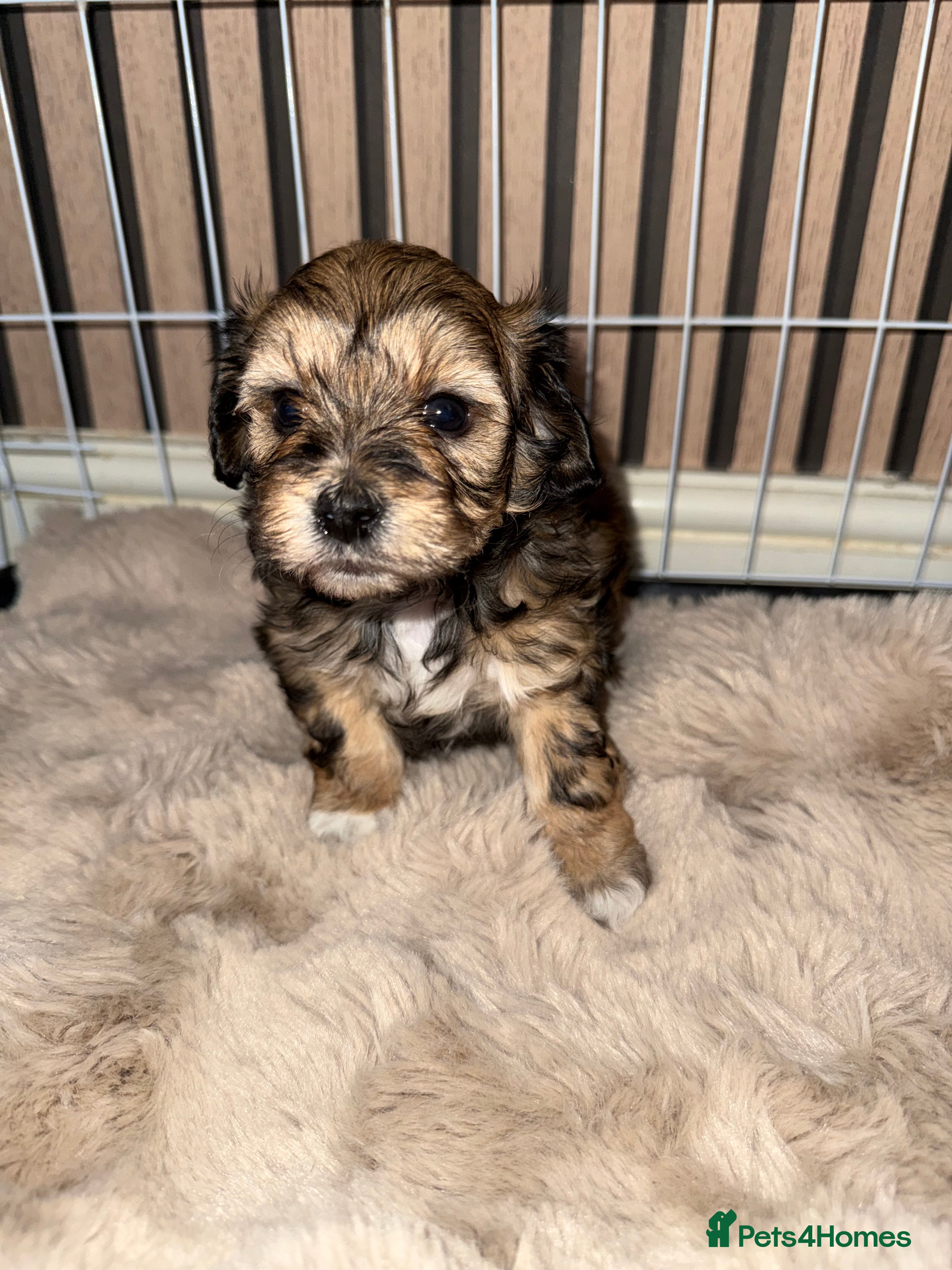 Maltipoo dogs **Beautiful chocolate/apricot Malitpoo pups**  - Advert 1