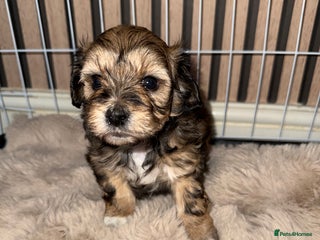 Maltipoo dogs **Beautiful chocolate/apricot Malitpoo pups** - Advert 1