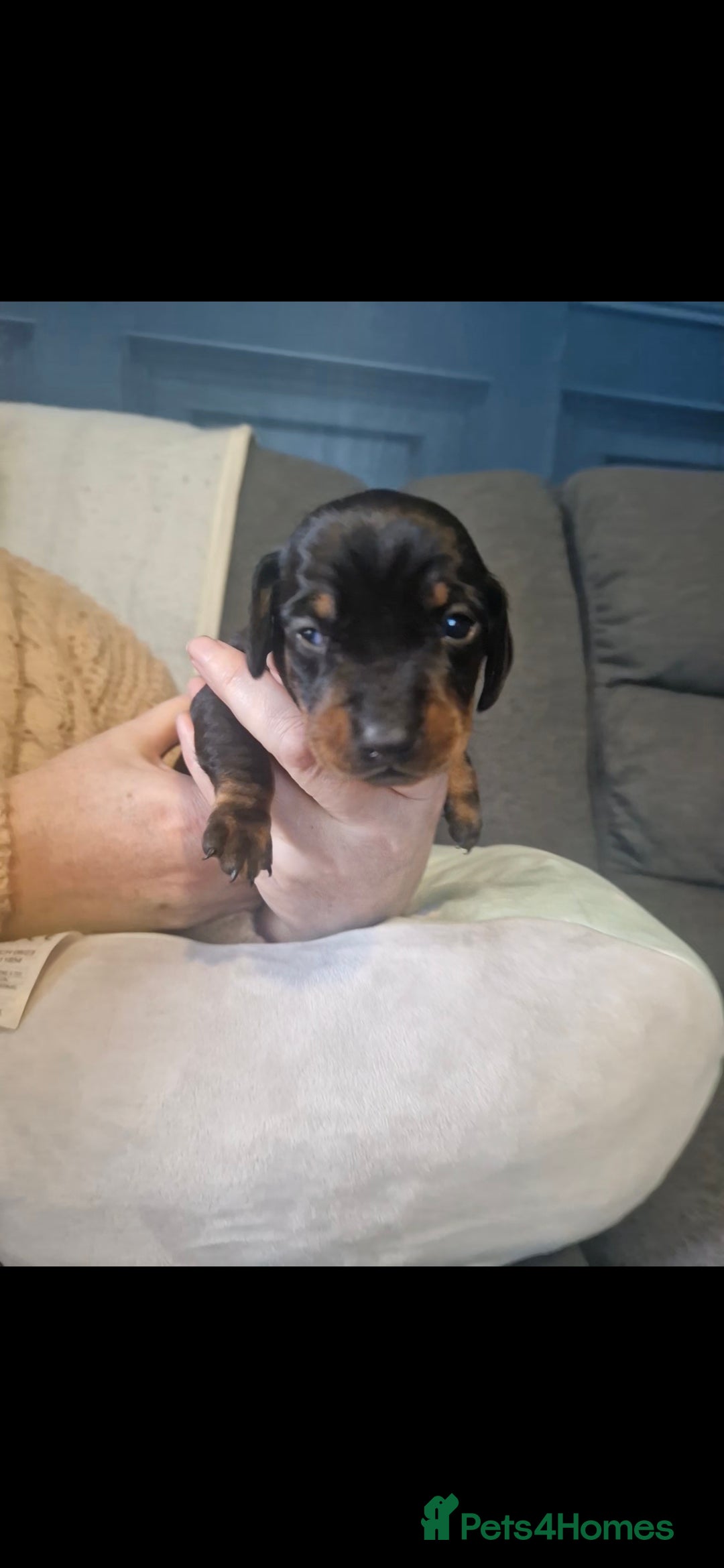 Miniature Dachshund dogs for sale: Miniature dachshund  - Advert 7