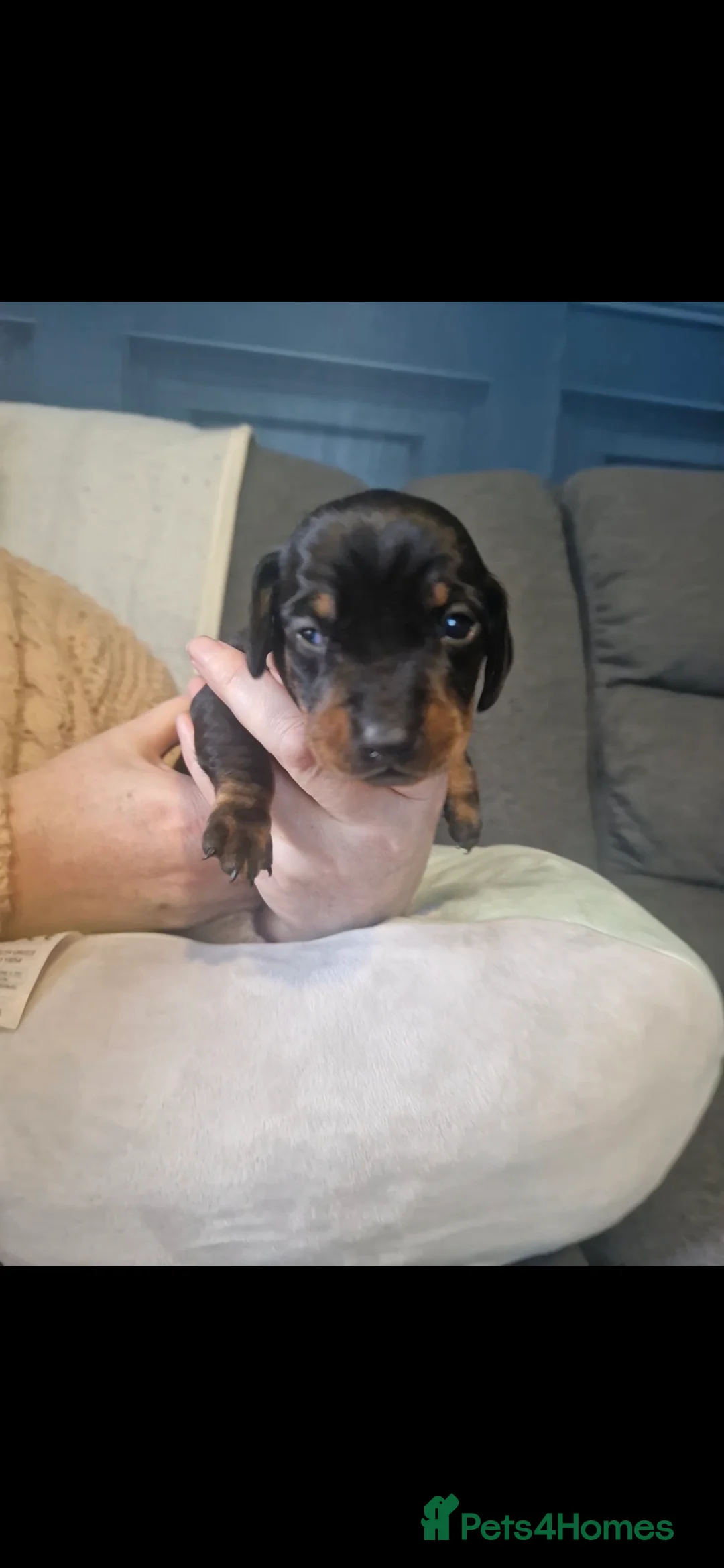 Miniature Dachshund dogs for sale: Miniature dachshund  - Advert 8