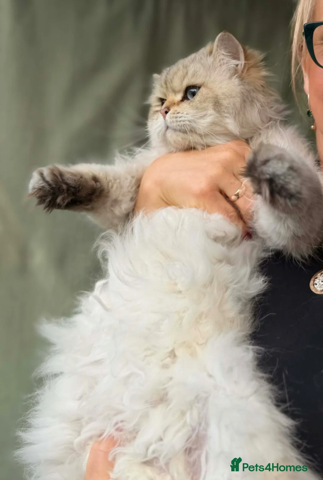British Shorthair cats for sale: Adorable British Shorthair kittens golden  - Advert 21