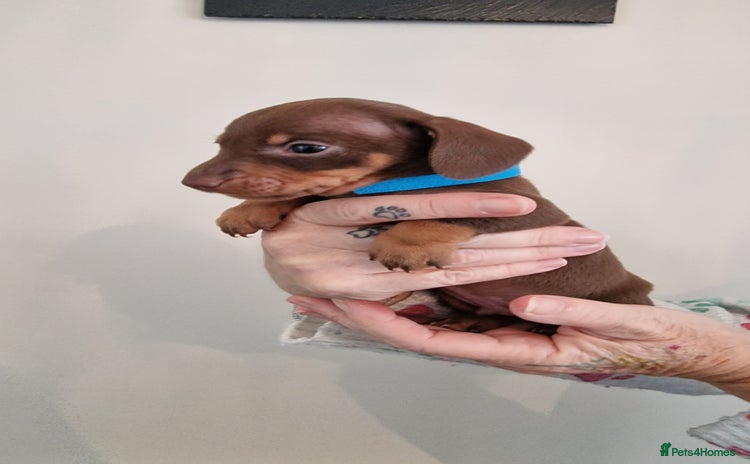 Dachshund dogs - Advert 2
