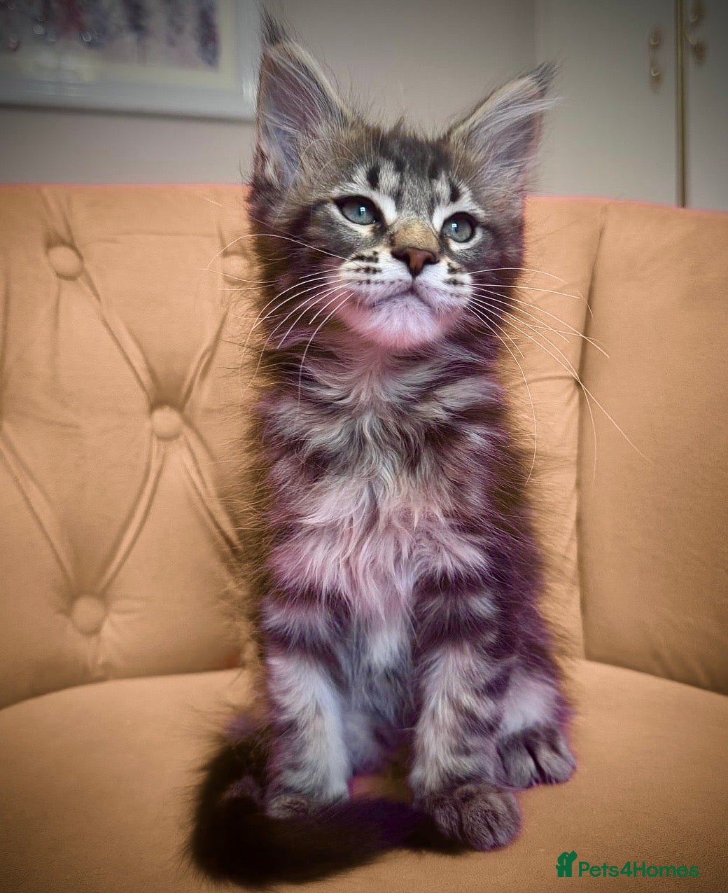 Maine Coon cats Stunning, friendly pedigree XL Maine Coons last 2! - Advert 1