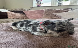 French Bulldog dogs for sale: Beautiful French Bulldog pups 5 girls 1 boy - Image 5