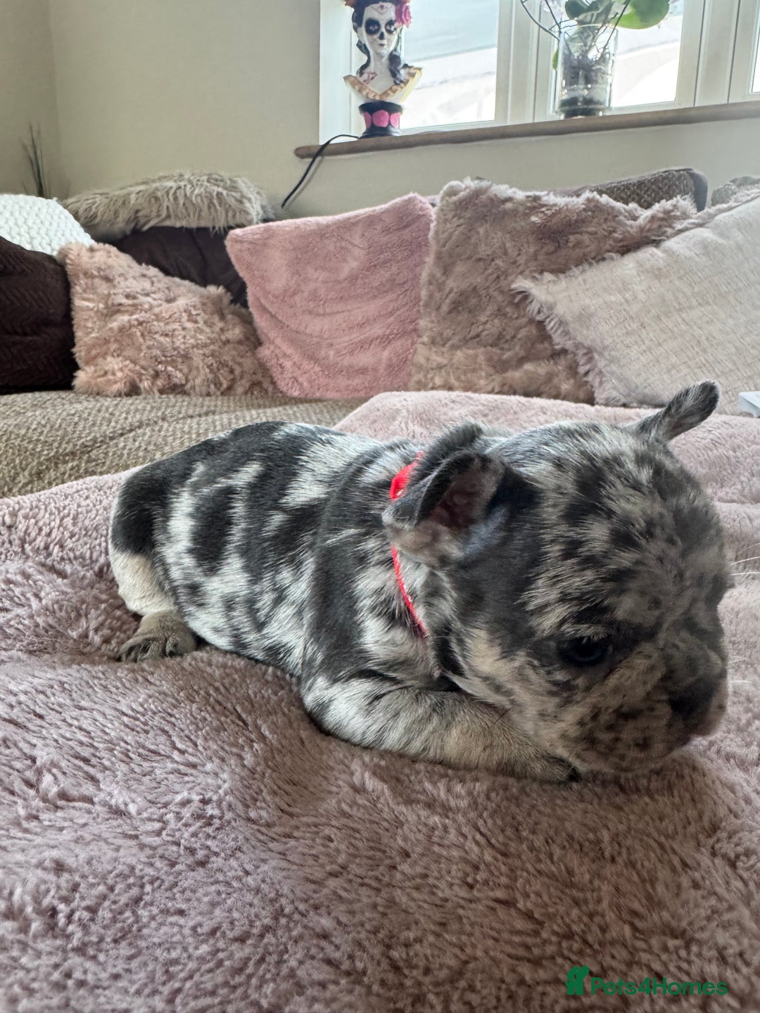 French Bulldog dogs for sale: Beautiful French Bulldog pups 5 girls 1 boy - Image 5