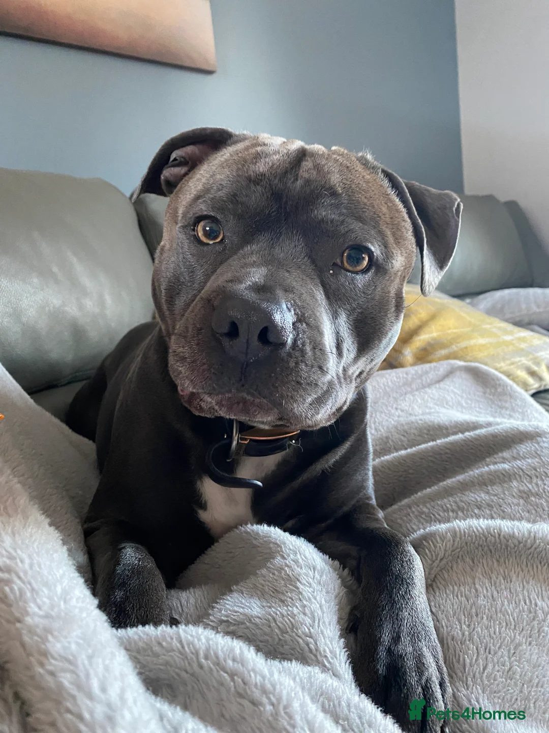 Staffordshire Bull Terrier dogs for stud: KC PROVEN Blue Staffordshire Bull Terrier for STUD in Wakefield - Advert 12