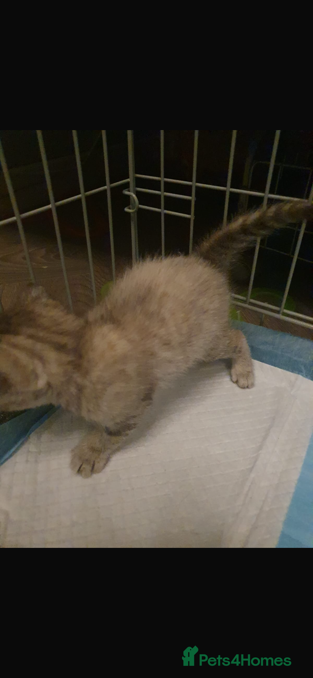 Bengal cats for sale: Cross bengal kittens  - Image 3