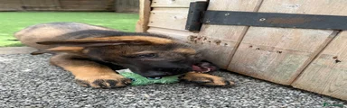German Shepherd 6