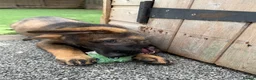 German Shepherd dogs for sale: Exceptional KC Reg Czech Working Line GSD Puppies - Advert 2
