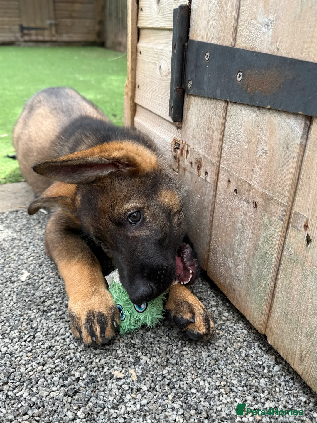 German Shepherd dogs for sale: Exceptional KC Reg Czech Working Line GSD Puppies - Advert 2
