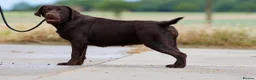 Labrador Retriever dogs for sale: Chocolate Stunning Female English Labrador 2yrs   - Advert 5