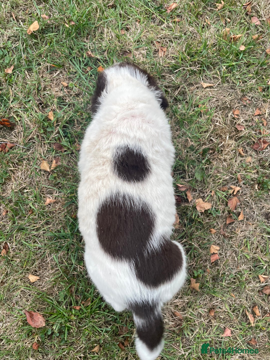 Sprocker dogs for sale: 5x gorgeous sprocker spaniel puppies for sale - Image 8