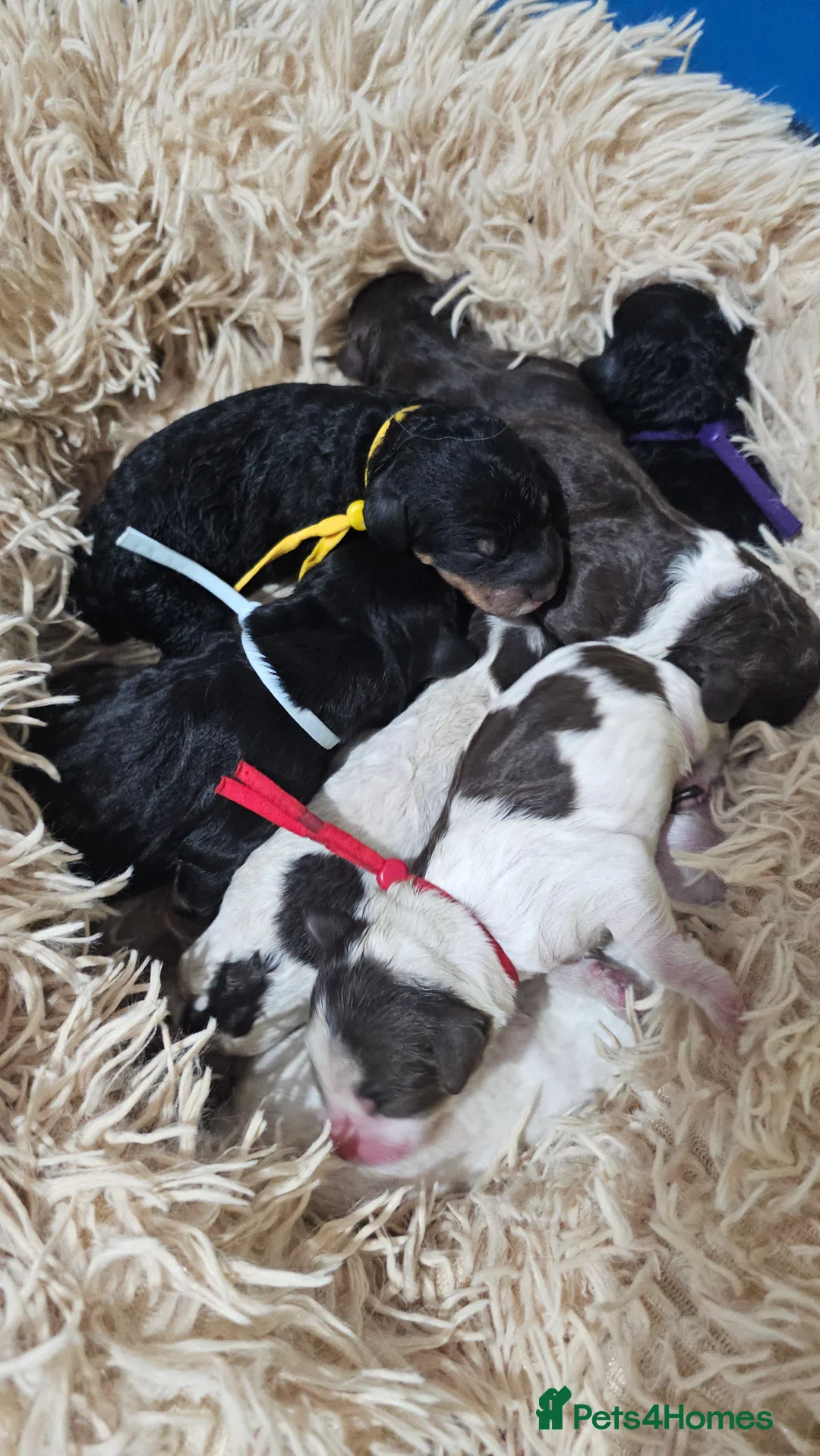 Bernedoodle dogs for sale: Stunning Bernedoodles💕DNA Health Tested Parents ! - Advert 16