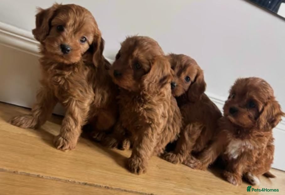 Cavapoo dogs Health checked red cavapoo puppies - Advert 1