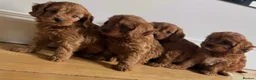 Cavapoo dogs for sale: Health checked red cavapoo puppies - Advert 1
