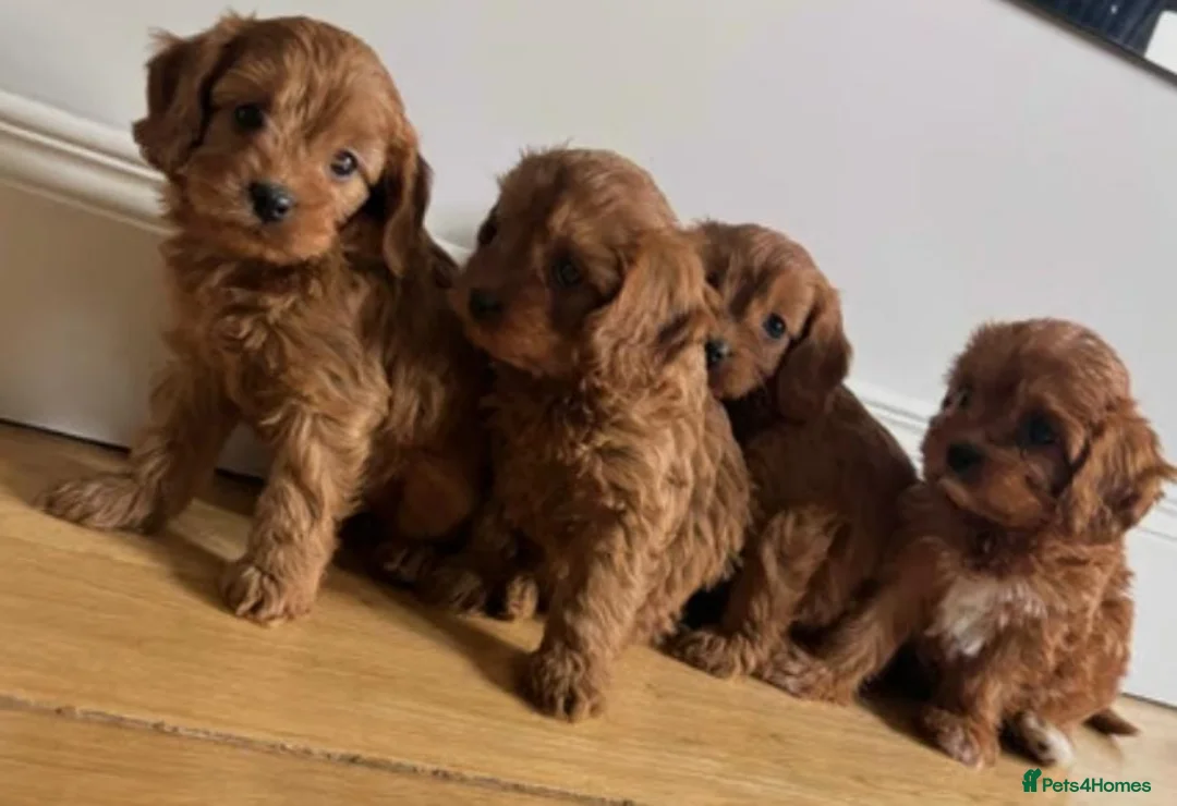Cavapoo dogs for sale: Health checked red cavapoo puppies - Advert 1