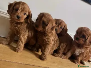 Cavapoo dogs Health checked red cavapoo puppies - Advert 1