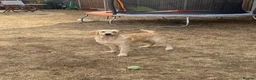 Golden Retriever dogs for sale: Female 6 month old Golden Retriever  in Biggleswade - Advert 3