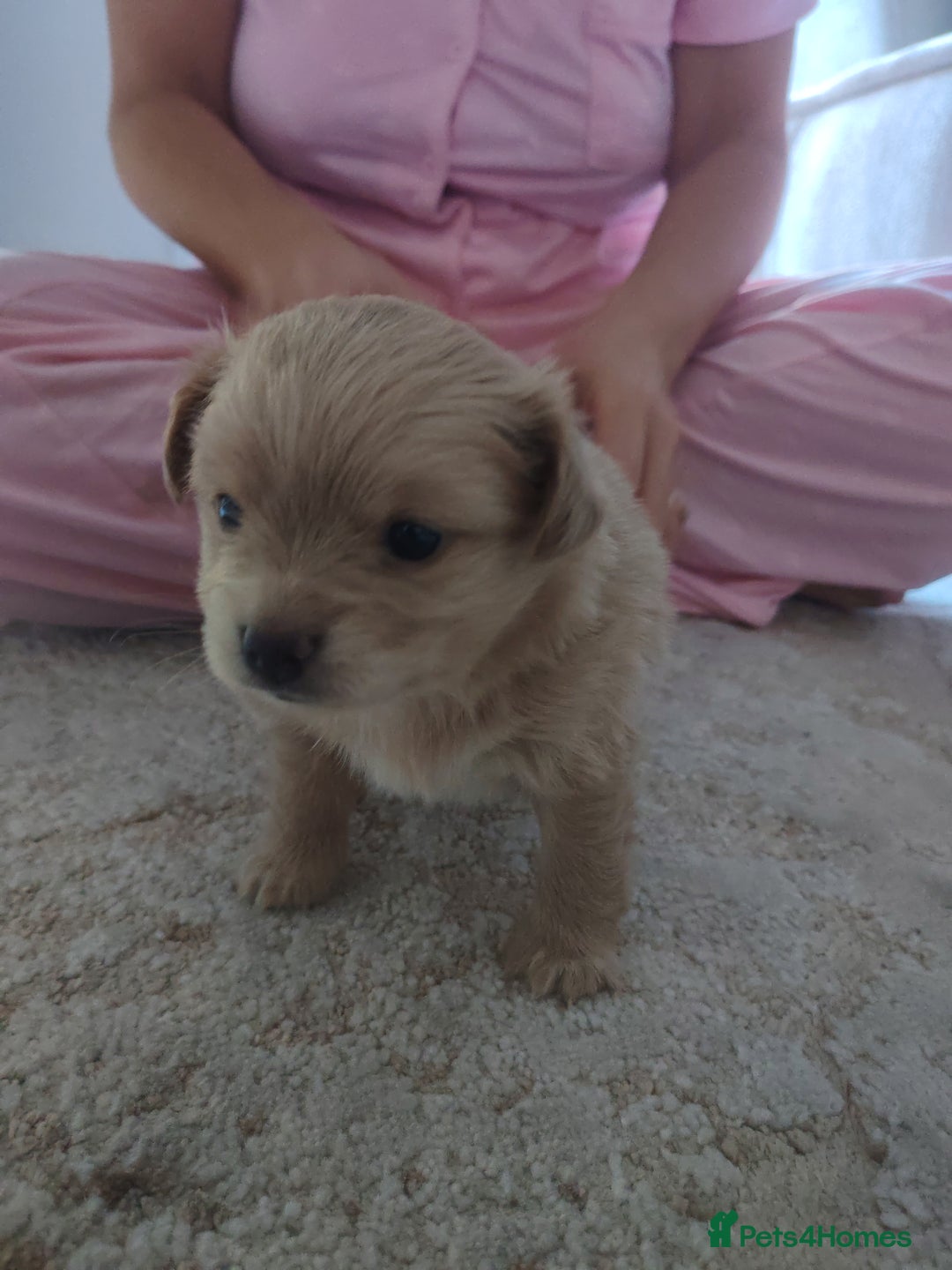 Pomchi dogs for sale: Beautiful Pomchi little girl only one in litter.   - Advert 9