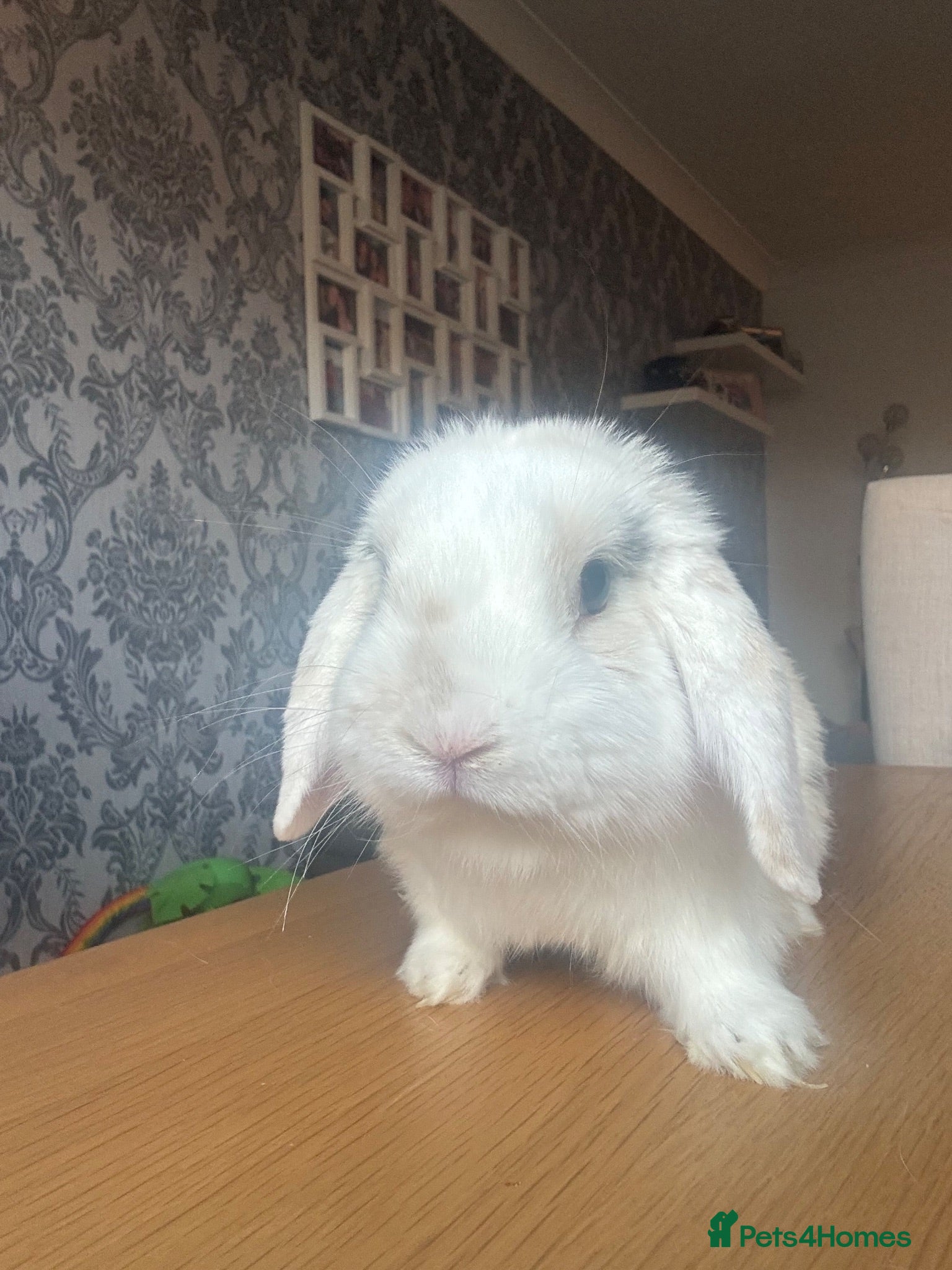 Mini Lop rabbits Beautiful mini-lop rabbits for sale - Advert 2