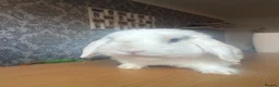 Mini Lop rabbits for sale: Beautiful mini-lop rabbits for sale - Advert 2