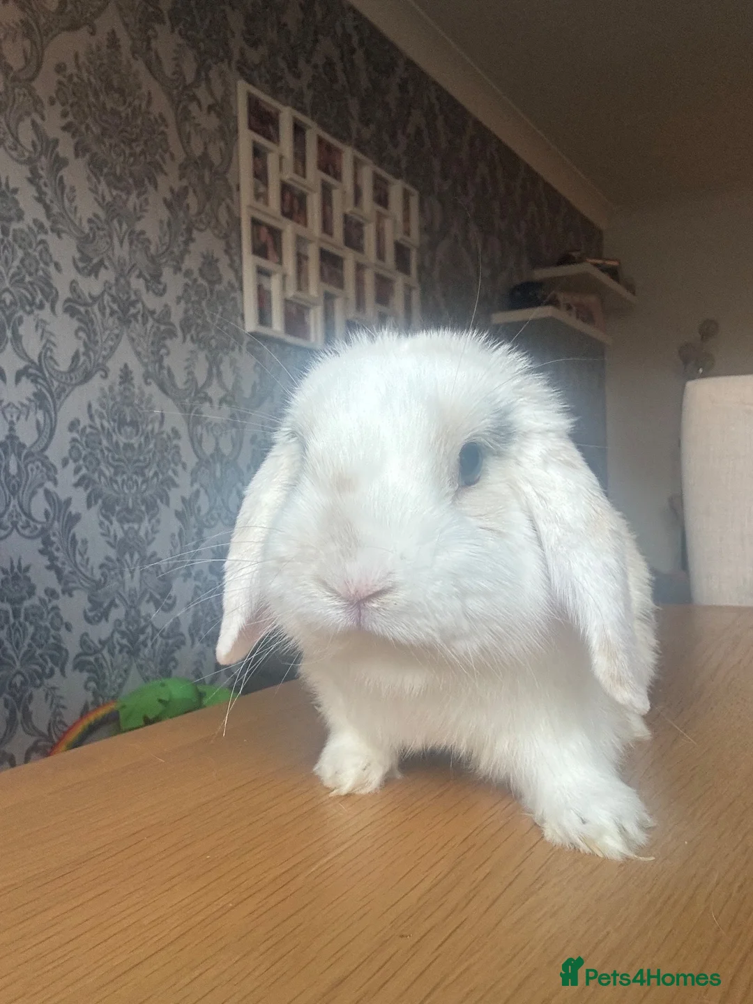 Mini Lop rabbits for sale: Beautiful mini-lop rabbits for sale - Advert 2