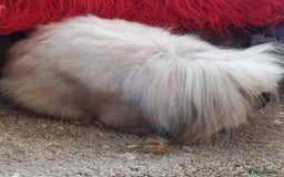 Mini Lion Lop rabbits for sale: Pure bred Dm mini lionlop buck  - Image 8
