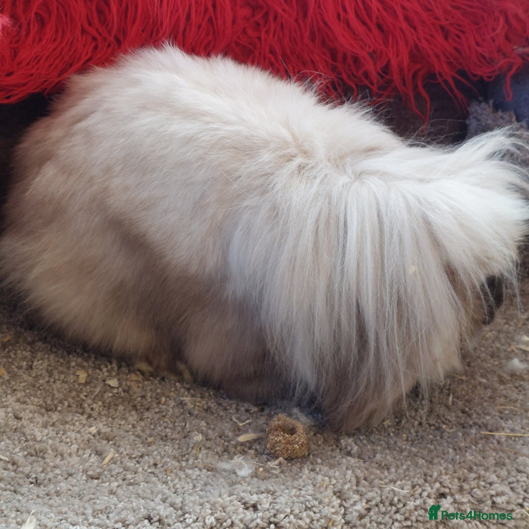 Mini Lion Lop rabbits for sale: Pure bred Dm mini lionlop buck  - Image 8